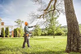 Best Tree Planting Services  in Kidron, OH